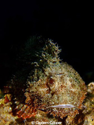 Bearded scorpionfish. by Cigdem Cooper 